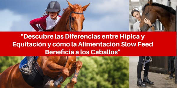 ¿Sabes Cuál es la Diferencia Entre Hípica y Equitación? Descubre sus Secretos y Conexiones con la Alimentación de Caballos