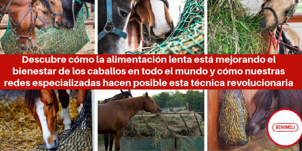 Slow Feeding para Caballos: Redes de Alimentación que Mejoran su Salud